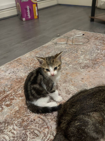 Baby Kitten for sale