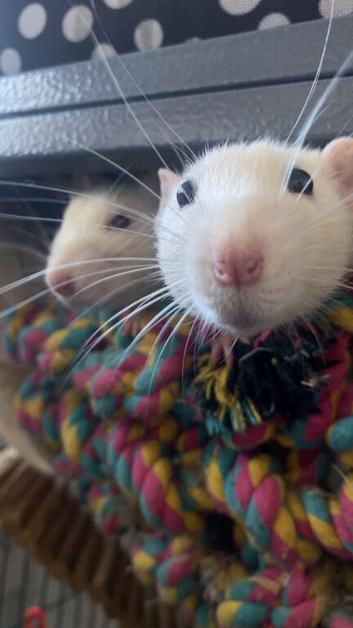 3boy rats