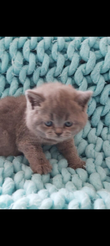 Pedigree British Shorthair kittens.