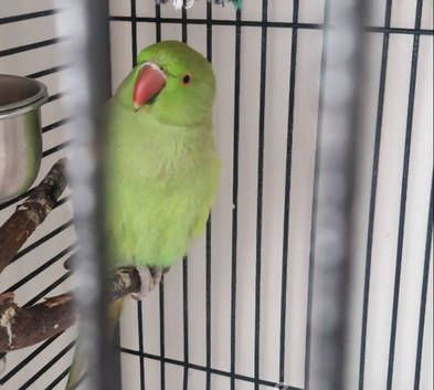 Ringneck