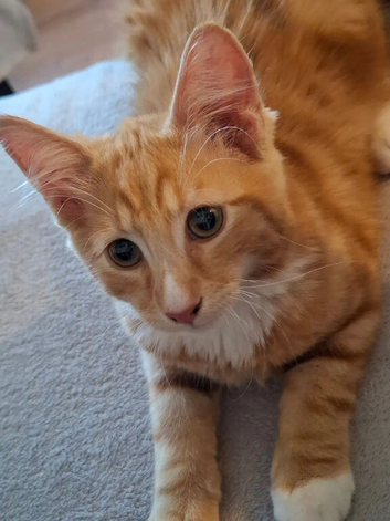 Kitten