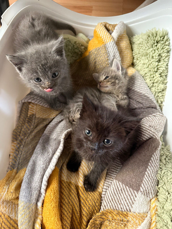 4 Maine Coon Kittens Looking for Forever Homes