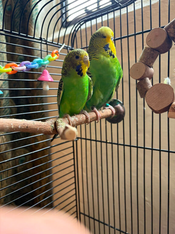 Budgie pair