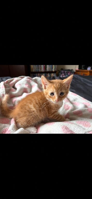 X3 boy kittens