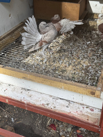 English fantails