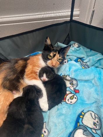 Calico kittens