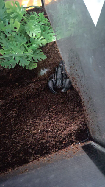 Scorpion
