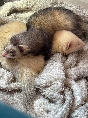 2 male ferrets cuddly