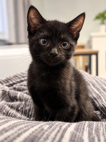 Meet Onyx - Affectionate, Litter-Trained Black Kitten - Ready Now