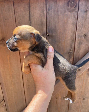 Adorable Jack Russell puppies