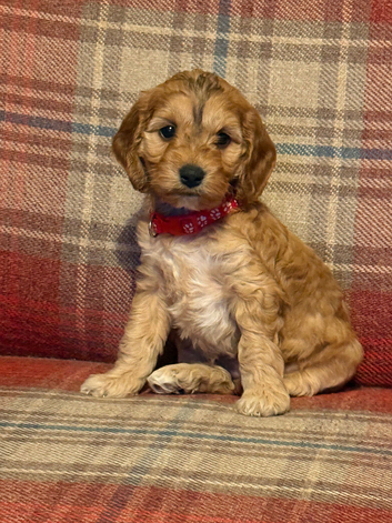8x beautiful cockapoo puppies 5 boys 3 girls