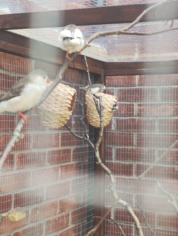 Zebra finches