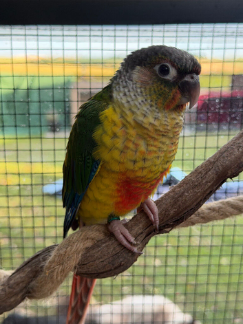 Tame green cheek conures