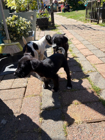 Ready now  Beautiful bedlington cross puppies