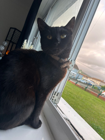 Luna &ndash; 10-Month-Old Black Cat Looking for a Loving Home
