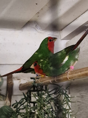 I have 3 pair of pied redfaced parrot finch for sale