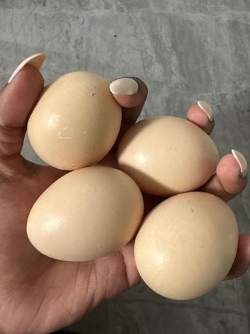 Chicken eggs for sale!