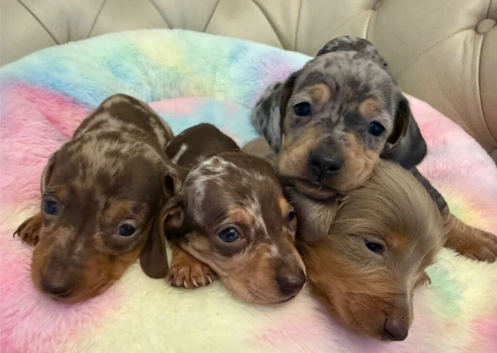 Beautiful Miniature Dachshund Puppies