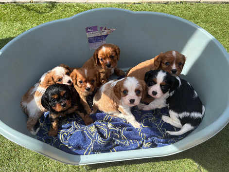 Absolutely gorgeous Cavalier puppies