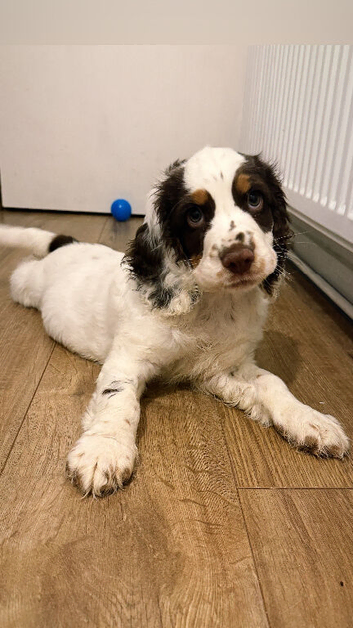 Puppy