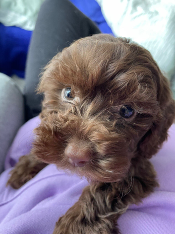 Chocolate cockapoo for new home