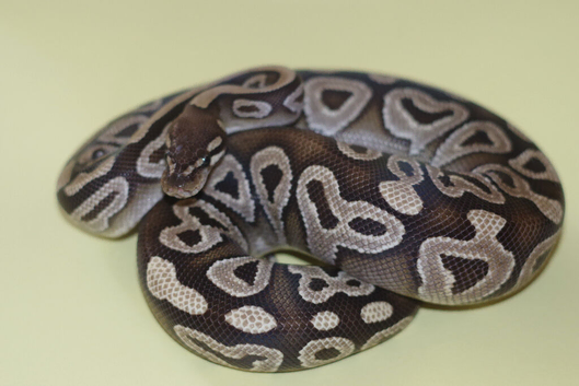 For sale Royal python