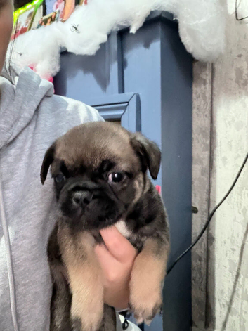 Pug cross