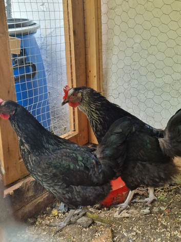 Chicken for sale
