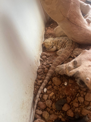 Selling bearded dragon with everything included