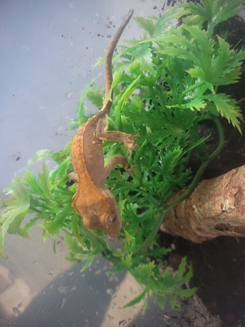 crested geckos