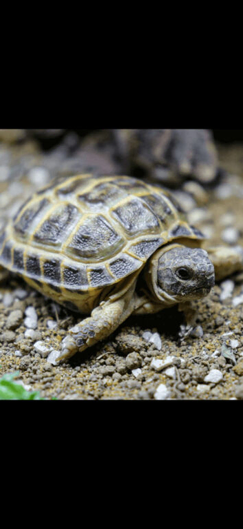 Horsfield tortise