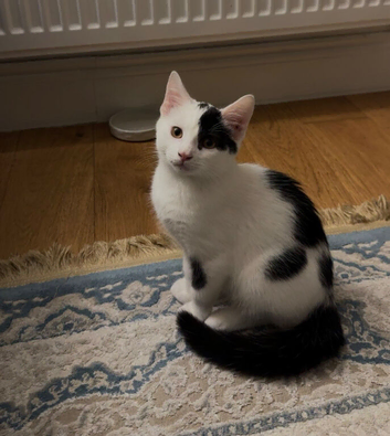 Black and White British Shorthair 6 months