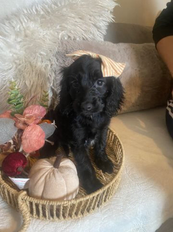 Cocker spaniel puppies
