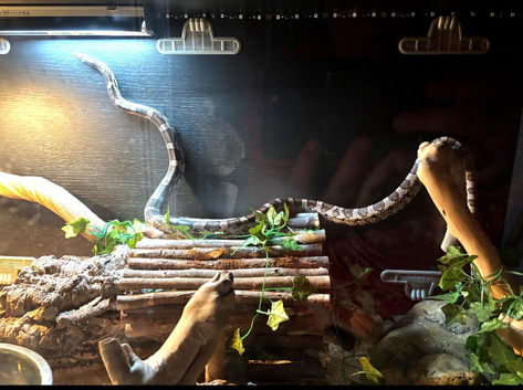 Corn snake