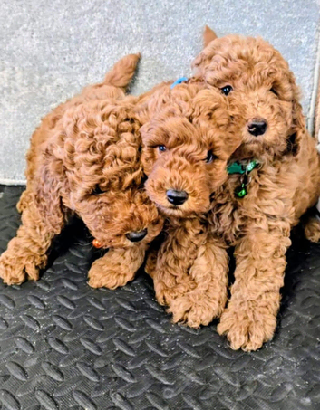 F1 B COCKAPOO PUPPIES