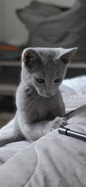 Russian blue boy