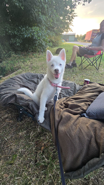 Pomsky puppy for sale 14 weeks old