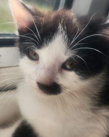 5 kittens