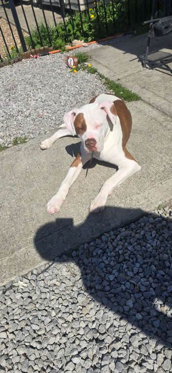 American bulldog 8 month old