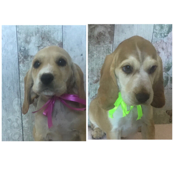 Adorable well socialised Chunky , Strong Cockador pups