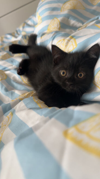 British short hair corss kittens