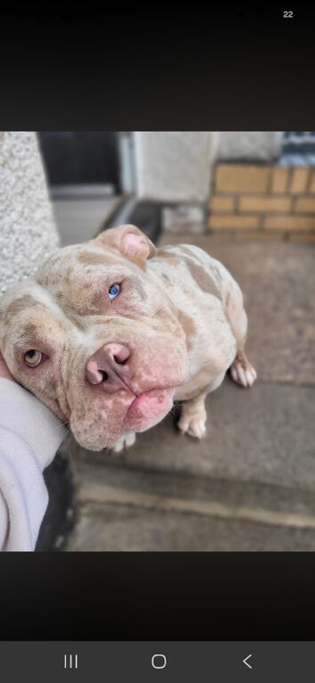 American Bulldog