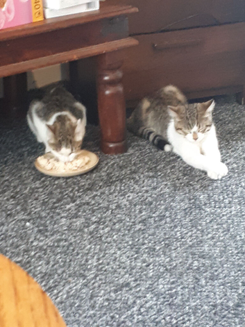 2 kittens brother and sister