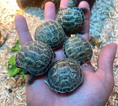 Baby horsefield tortoises for sale