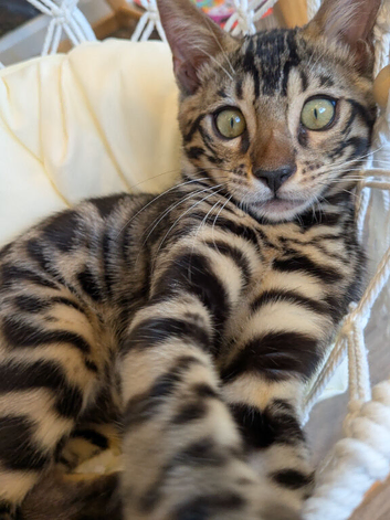 Rare charcoal Bengal kitten Purebred pedigree
