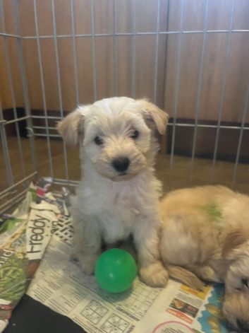 BEAUTIFUL WESTIEPOO PUPPIES 1 girl left