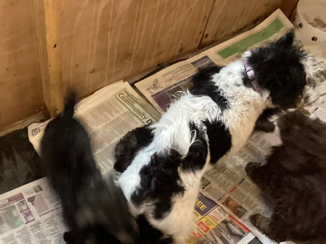Toy poodle 3/4 puppies