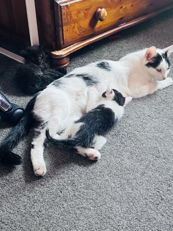 Beautiful kittens