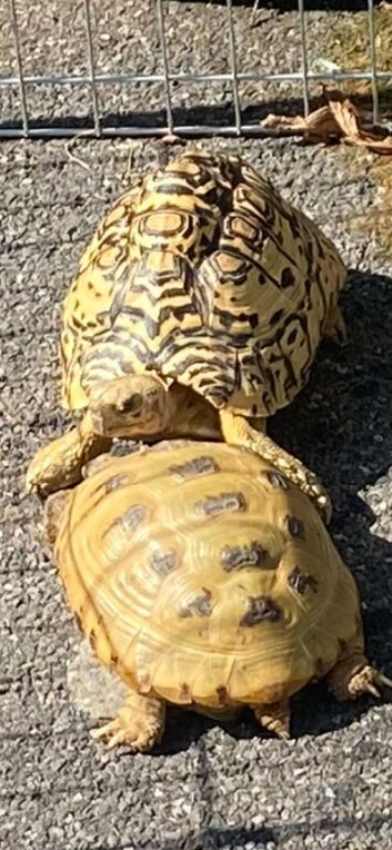 Horsefield Tortiose