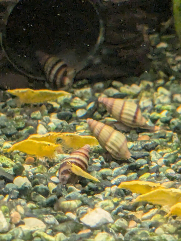 Golden shrimp + assassin snails